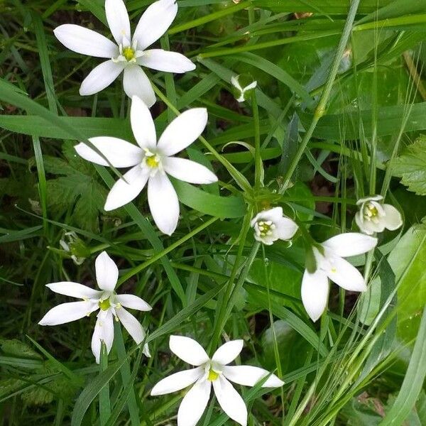 Ornithogalum umbellatum Цветок