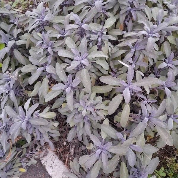 Salvia officinalis Frunză