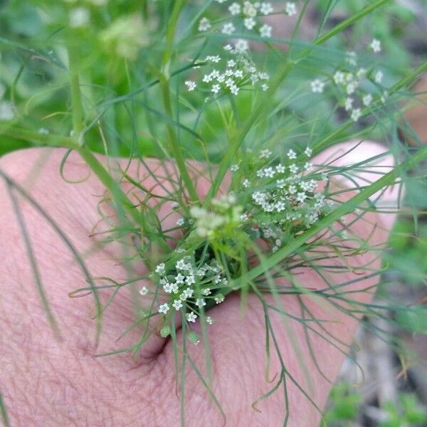 Cyclospermum leptophyllum Folha