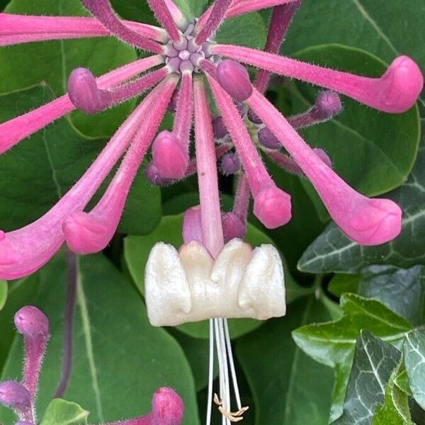 Lonicera sempervirens Flower