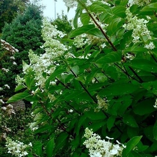 Hydrangea paniculata Habitus