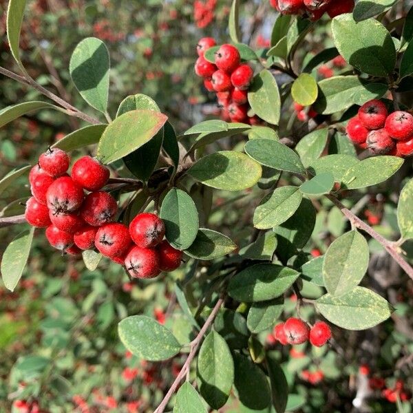 Cotoneaster pannosus 果実