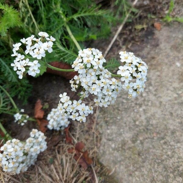 Achillea nobilis Květ