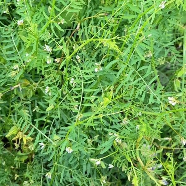 Vicia hirsuta Habit