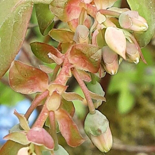 Vaccinium angustifolium Lorea