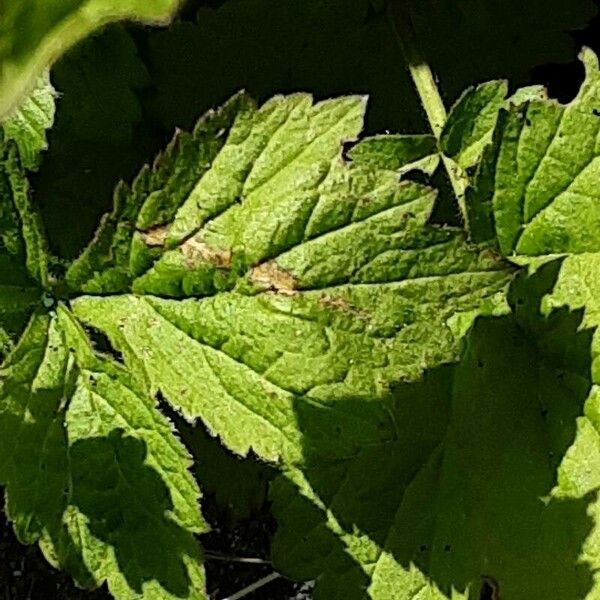 Geum macrophyllum Leaf