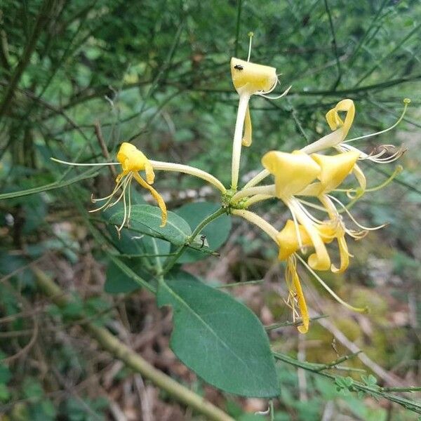 Lonicera periclymenum 葉