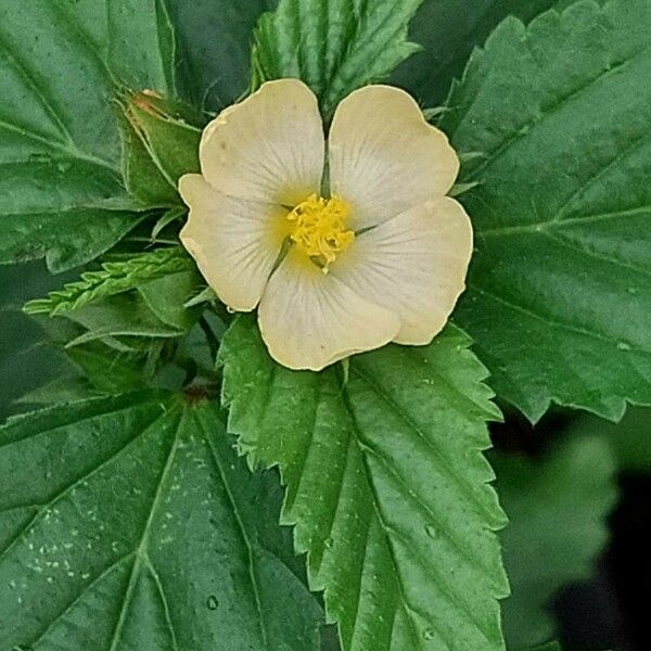 Malvastrum coromandelianum Floro