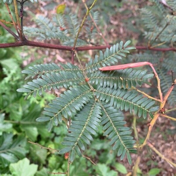 Acacia terminalis 葉