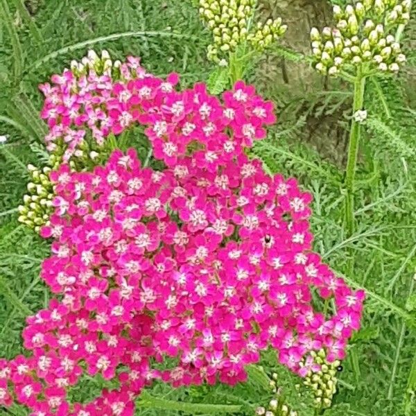 Achillea distans Квітка