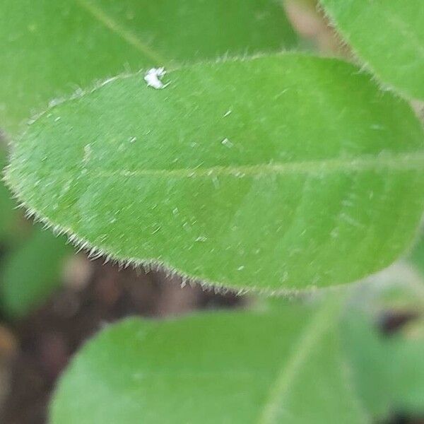 Nicotiana rustica Leaf