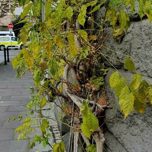 Wisteria sinensis Leaf