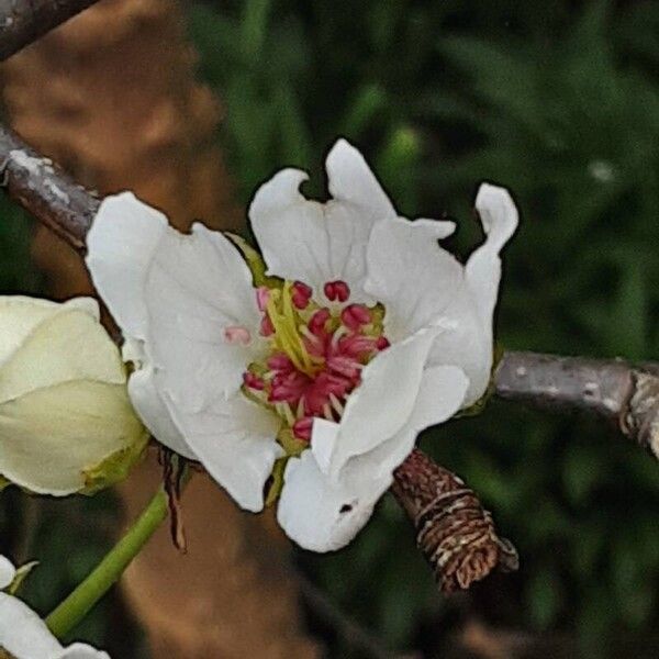 Pyrus calleryana Floare