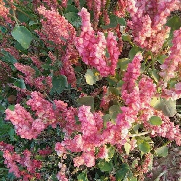 Rumex vesicarius 花