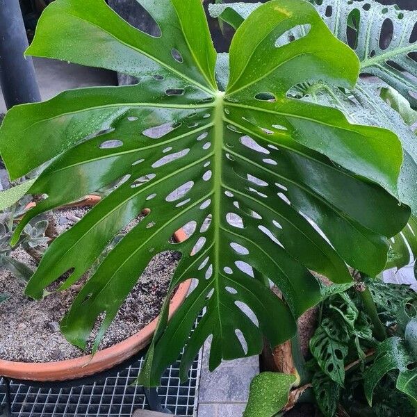 Monstera deliciosa Folla