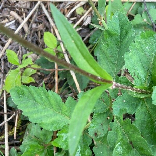 Silene flos-cuculi Blatt