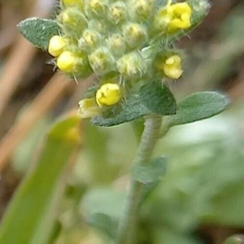 Alyssum simplex Flower