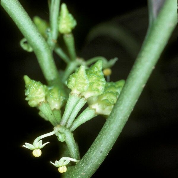 Solanum anceps Flower