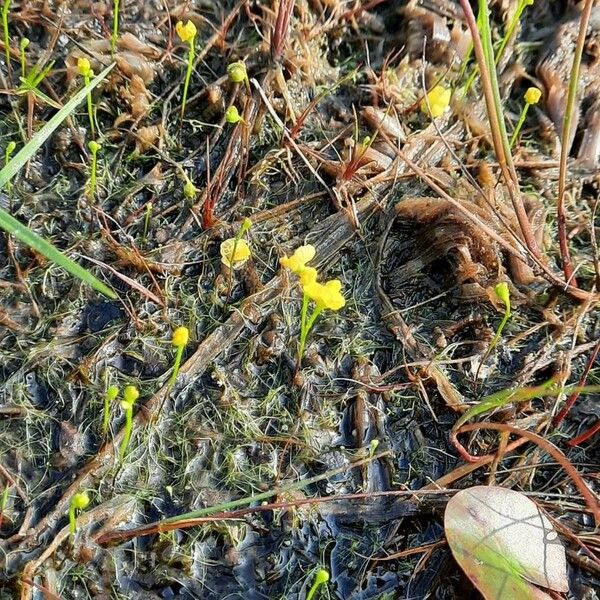 Utricularia gibba Hedelmä