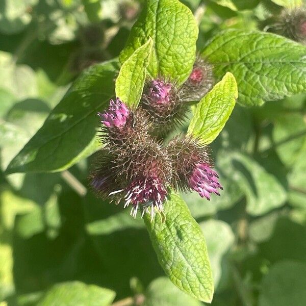 Arctium minus ᱵᱟᱦᱟ