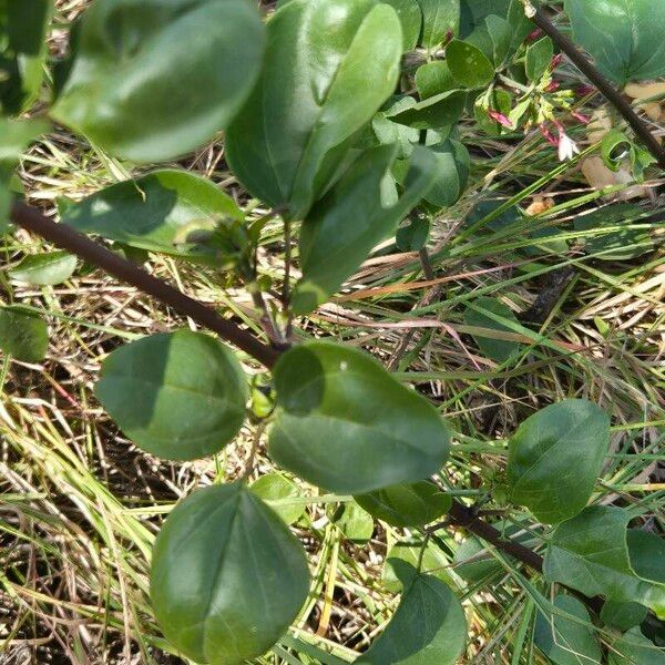 Jasminum fluminense Leaf