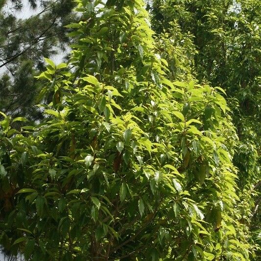 Michelia champaca Habit