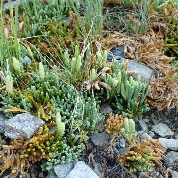 Lycopodium alpinum Natur