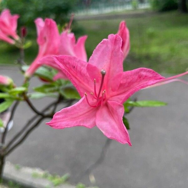 Rhododendron calendulaceum Flor