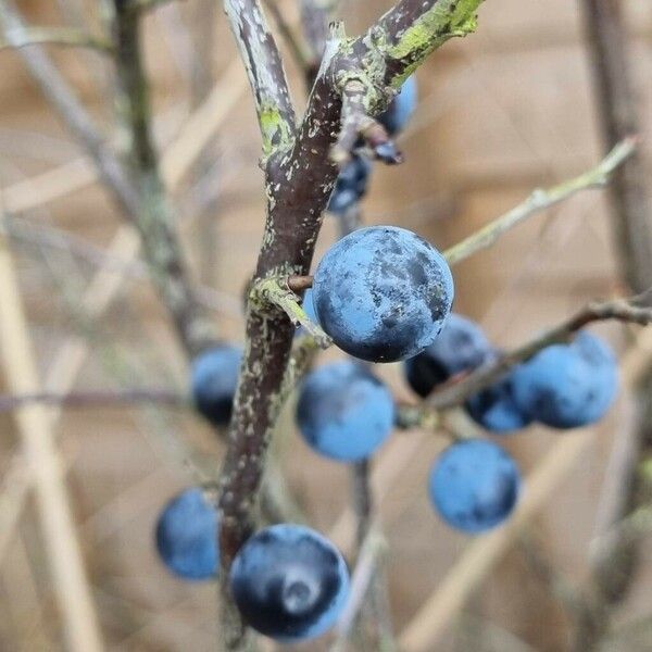 Prunus × fruticans Fruit