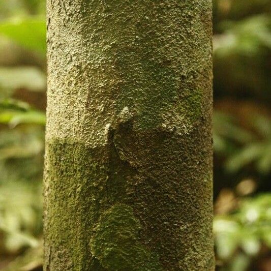 Iryanthera hostmannii Bark