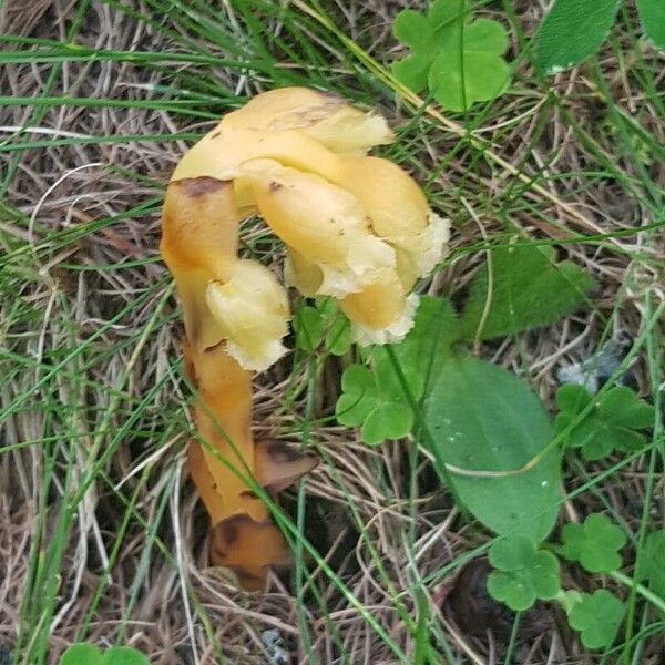 Monotropa hypopitys Flower