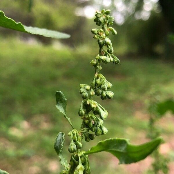 Rumex conglomeratus Lorea