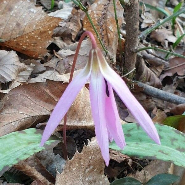 Erythronium dens-canis फूल