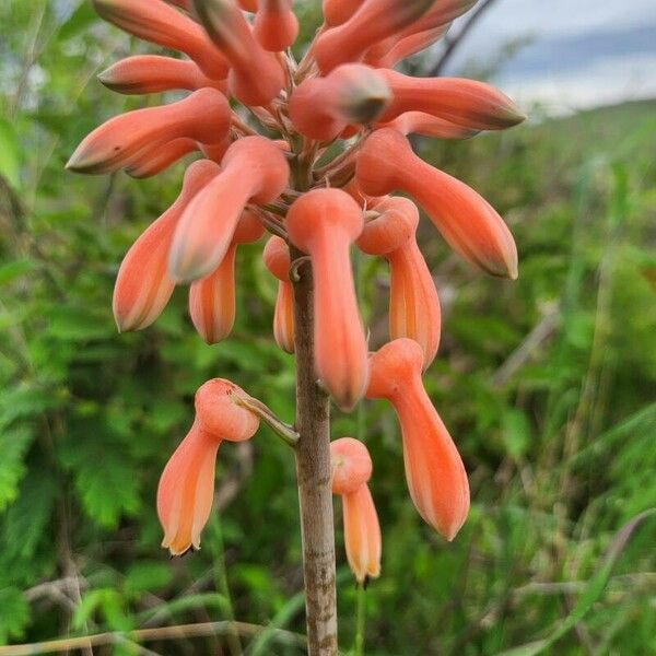 Aloe amudatensis Kwiat