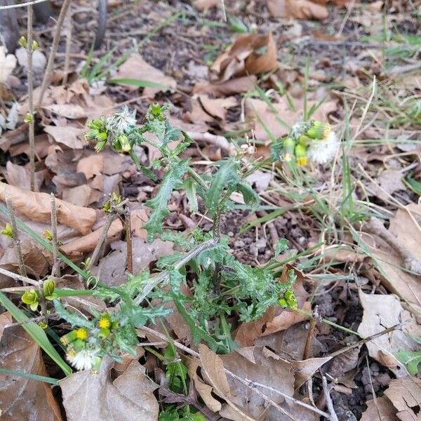 Senecio vulgaris 整株植物