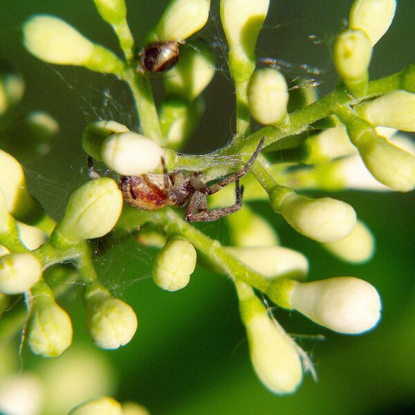 Ligustrum robustum 花