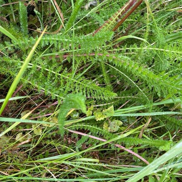 Achillea millefolium ഇല