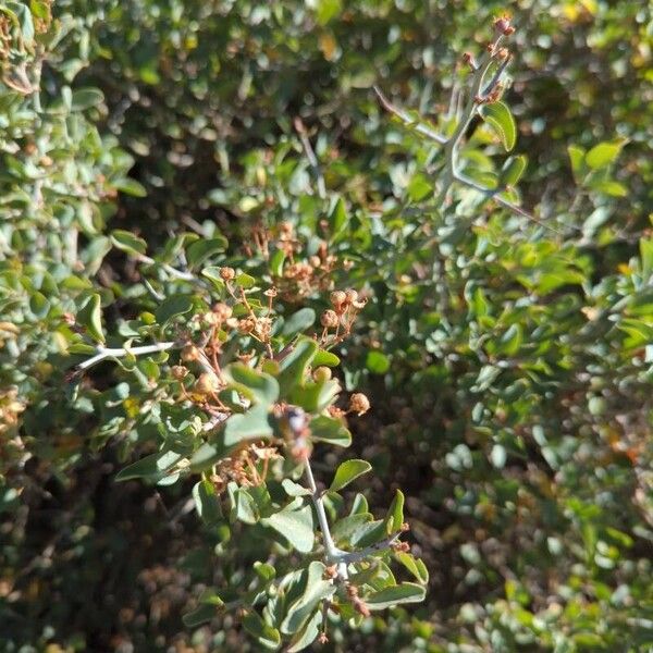 Ceanothus cordulatus Foglia