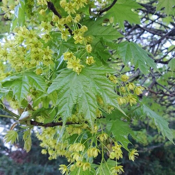 Acer platanoides Leaf