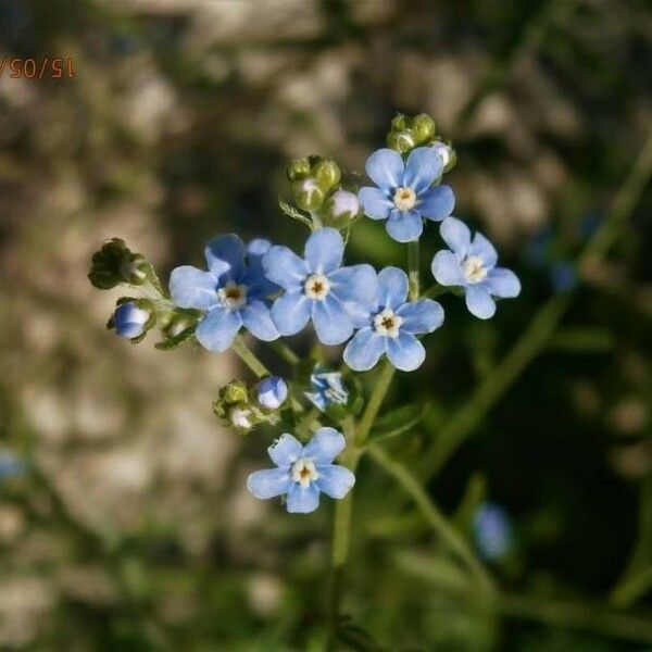 Lappula squarrosa Lorea