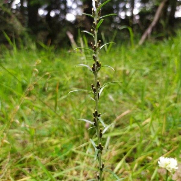 Omalotheca sylvatica Plante entière