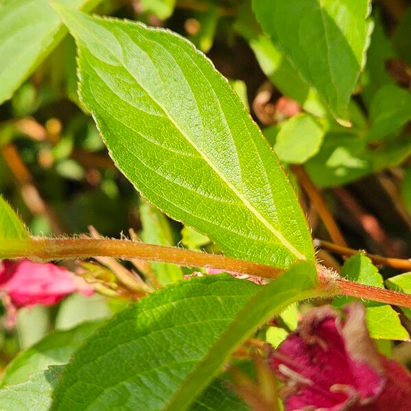 Weigela hortensis Ліст