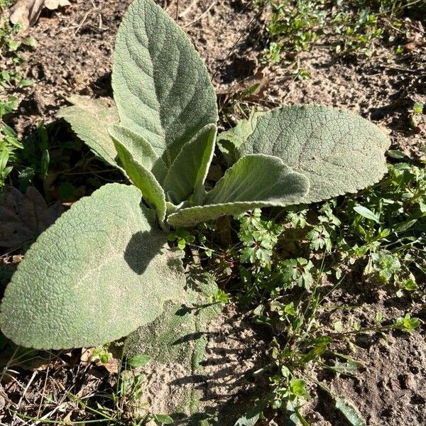 Verbascum boerhavii ᱥᱟᱠᱟᱢ