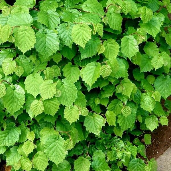 Corylus cornuta Други