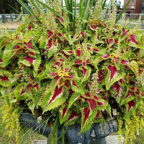 Solenostemon scutellarioides عادت داشتن