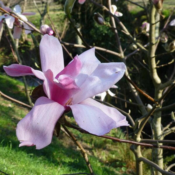 Magnolia sprengeri Flower