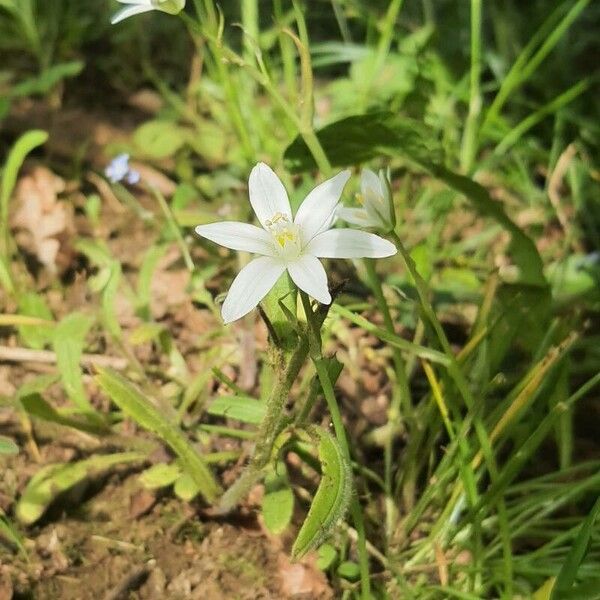 Ornithogalum divergens Flower