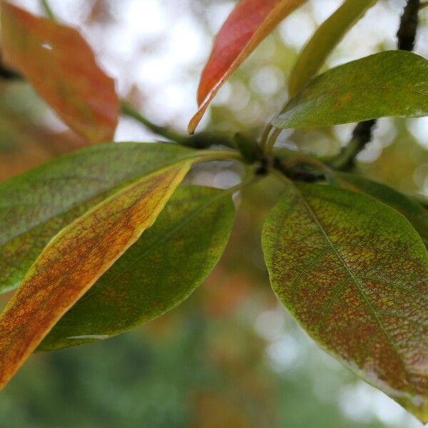 Sassafras albidum Leaf