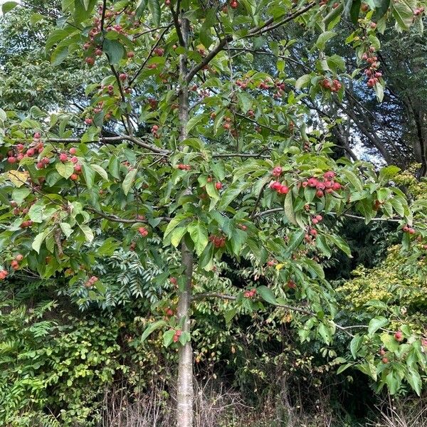 Malus baccata 形态