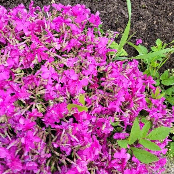 Phlox subulata Flor